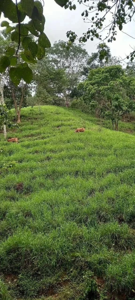 $2,200,000USD hectares: Ocean View Development Land for Sale in Tambor Costa Rica – 58 Hectares on the Nicoya Peninsula - photo 14