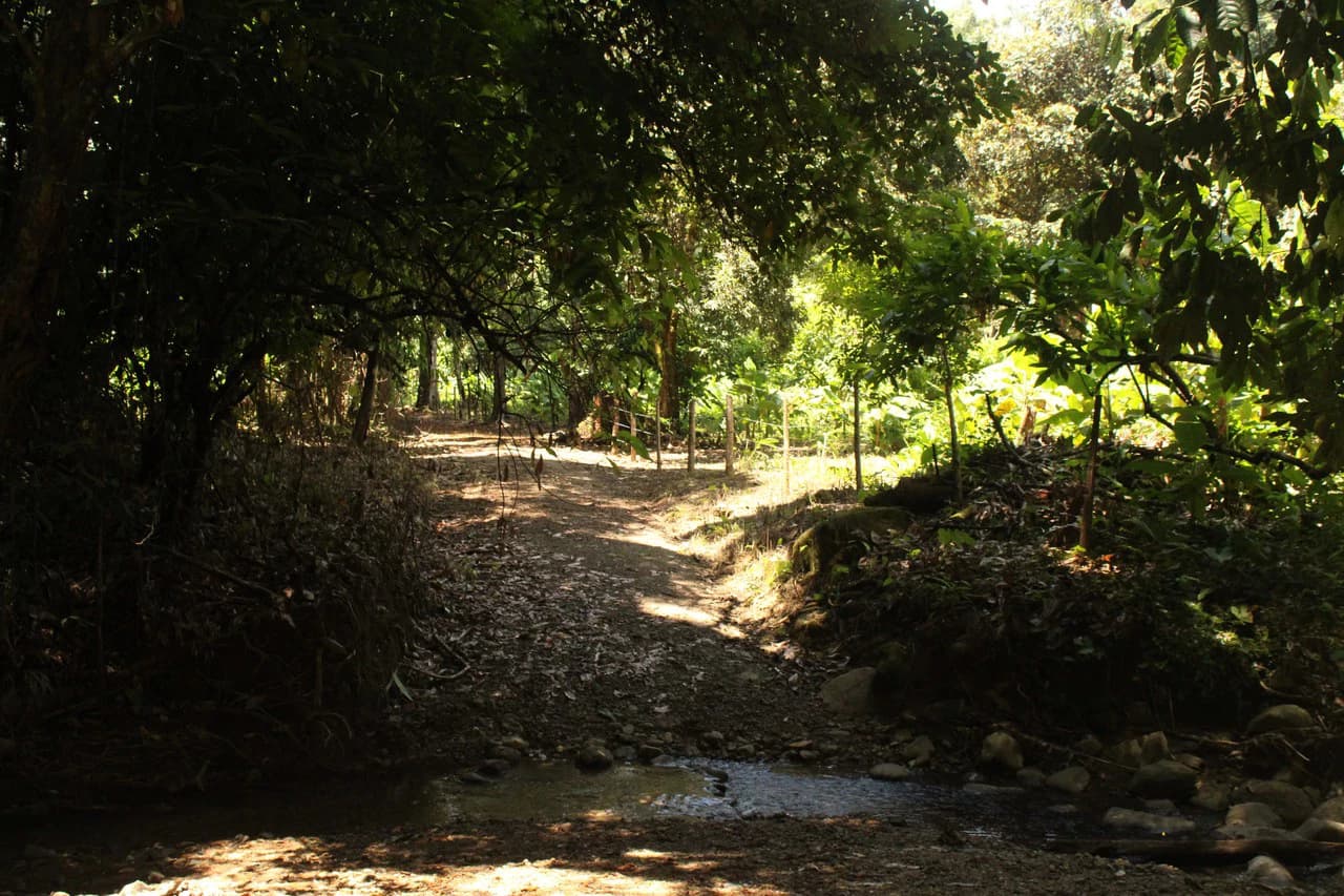 Wildlife Reserve Farm close to Ojochal - photo 17