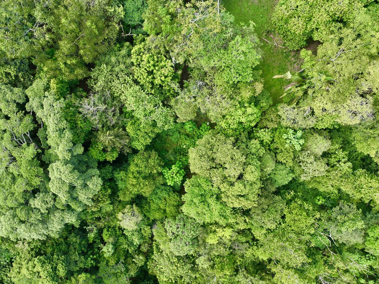 TROPICAL MASTERPIECE – 61.78 ACRES OF OCEANVIEW BLISS WITH WATERFALL: Mountain Development Parcel For Sale in Tres Rios - photo 17