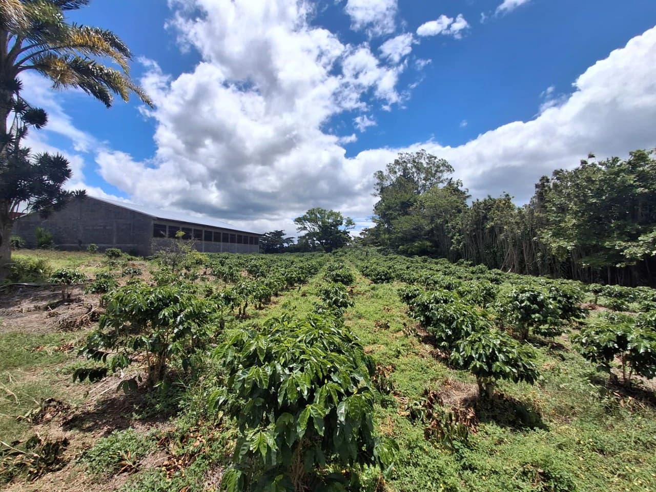 Flat Development Parcel: 4 ha Prime Flat Land - photo 4