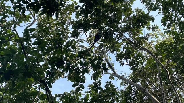 Beautiful Property for Sale in the Mountains of San Juanillo – Prime Land with Building Potential Just 10 Minutes from the Ocean - photo 20