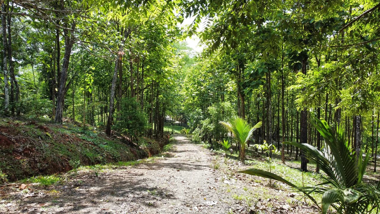 7-Hectare Farm with Teak Plantation, Existing Home & Eco-Development Potential Near Parrita, Costa Rica - photo 10