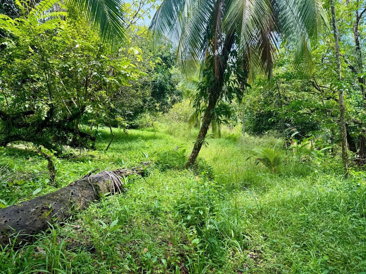 0.25 ACRES – Easy Access Flat Affordable Property In Escaleras With Public Road, Asada Water, Power, and Internet!!! - photo 5