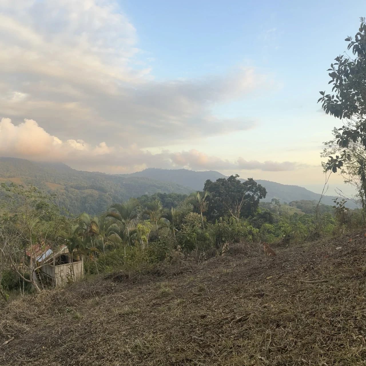 Ocean & Mountain View Lot with Multiple Building Sites-20 Minutes from Uvita - photo 5
