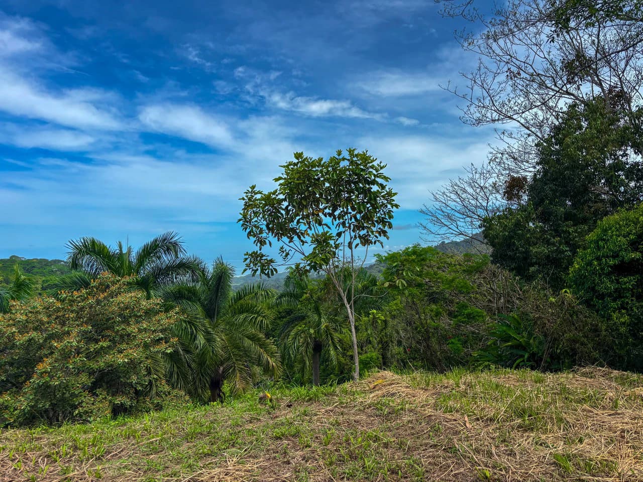 3.6 Acre Ocean View, Near the Beach & Cool Mountain Elevation: Mountain Home Construction Site For Sale in Lagunas - photo 17