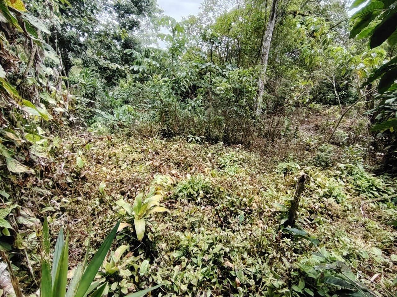 Home Construction Site For Sale in General Viejo - photo 4