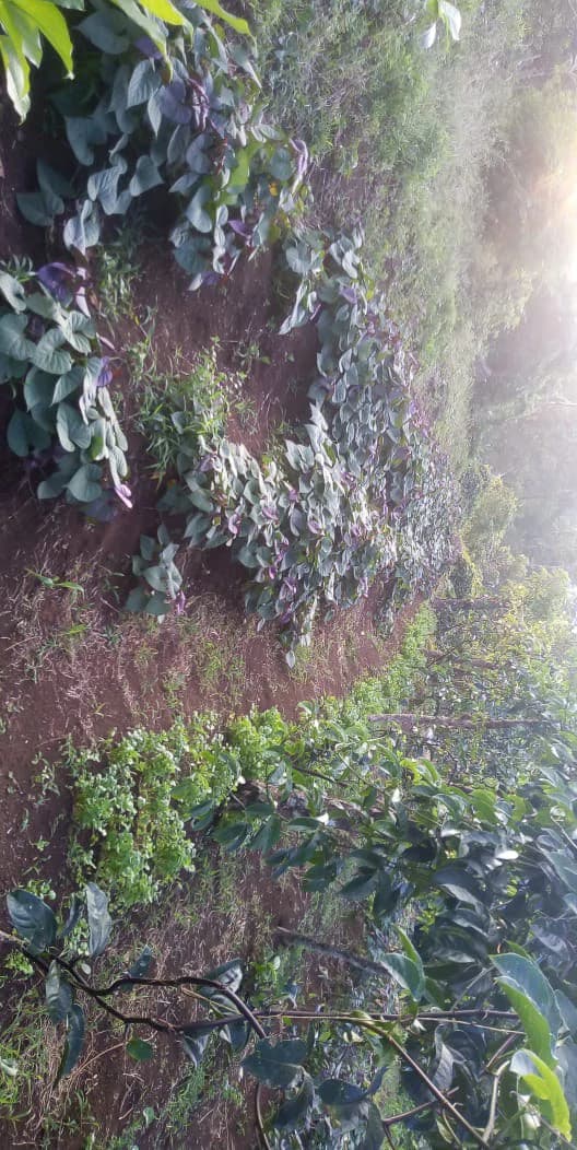 Agricultural farmland for sale in Aguas Claras, Alajuela, 1 house and many fruit trees - photo 5