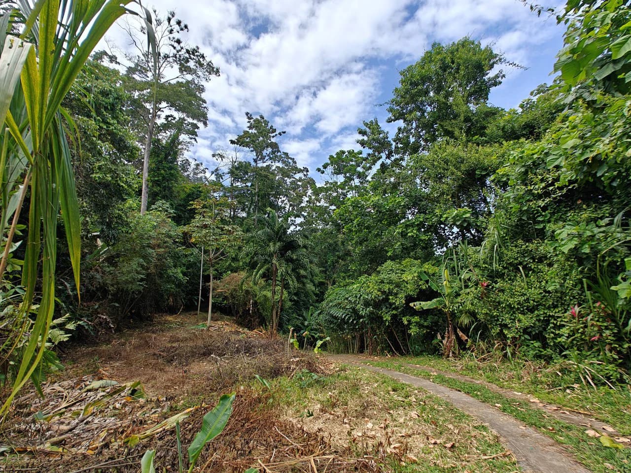 Mountain-Edge Sanctuary with Private Waterfall: 3 Titled Jungle Lots with Platforms, Waterfall, and Income Potential - photo 20