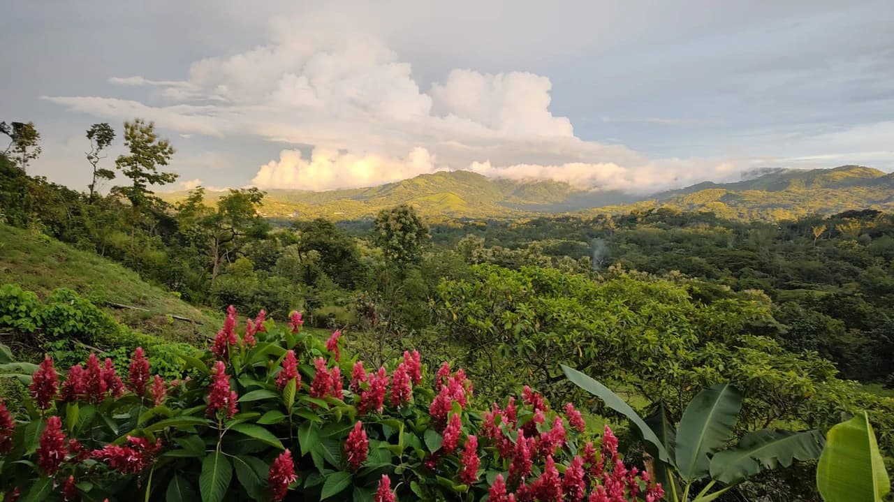 Agricultural Farm for Sale in the mountains of Hojancha, Beautiful 25-acre property with floating lake Apartment and Huge main home - photo 22