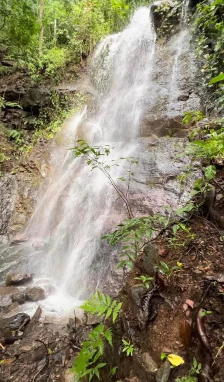 Parrita Jungle home: REDUCED! Luxury Jungle Estate with Airbnb cabin - photo 6