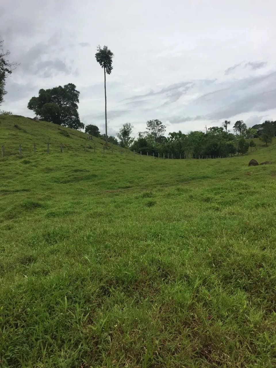 Expansive 83-Hectare Agricultural & Ranch Land in Sarapiquí, Heredia - photo 9