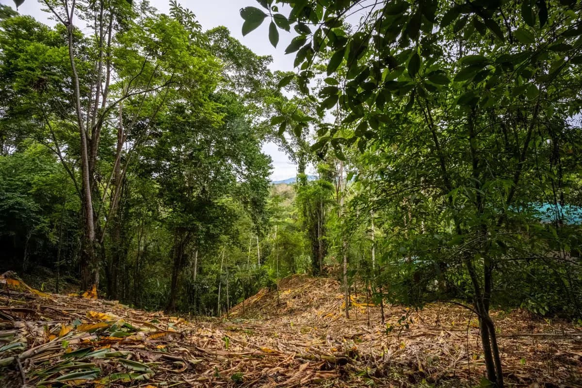 ID 1084: 5,500 sqm Lot with Mountain View in Iriria 1, Punta Uva - photo 7