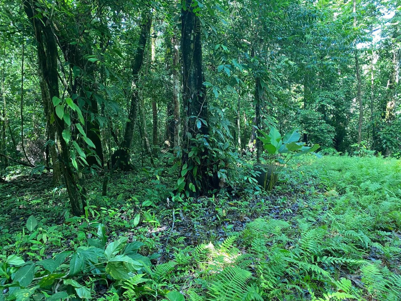 Spectacular Ocean view on 7.7 acres: Mountain Home Construction Site For Sale in Bahía Ballena - photo 18