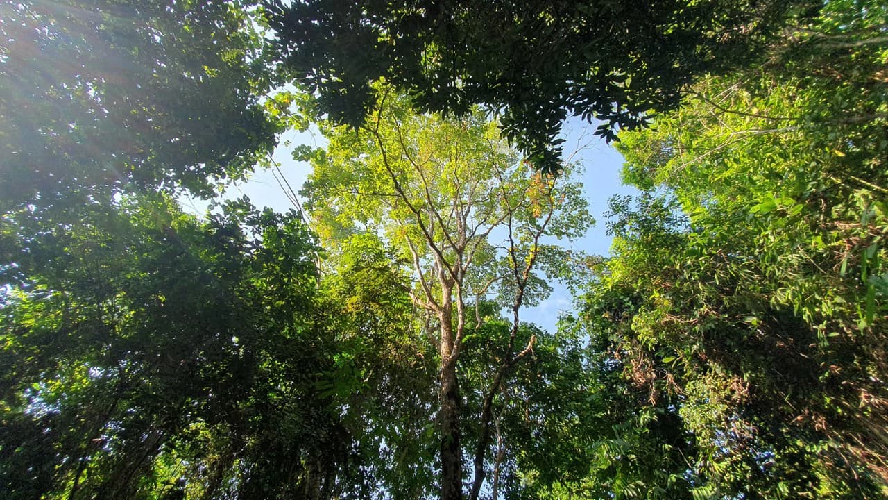 CONSERVATION AND DEVELOPMENT LAND WITH OCEAN VIEW IN SIERPE, COSTA RICA - photo 8