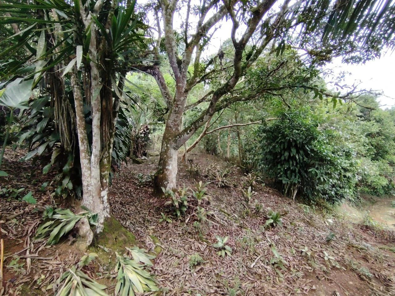 Home Construction Site For Sale in General Viejo - photo 7