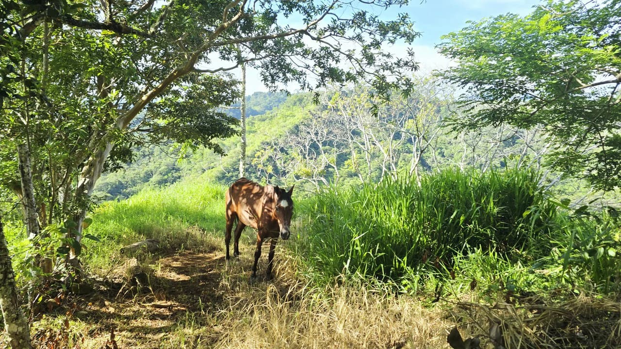Mountain Agricultural Land For Sale in San Isidro del General - photo 7