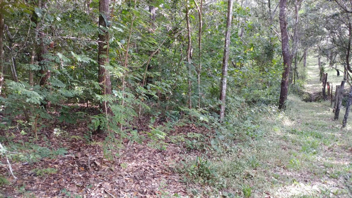 Mountain Farm for Sale in Liberia – Nature, Privacy, and High Investment Potential - photo 9