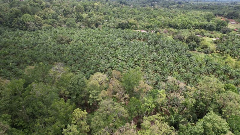 Finca La Palma, Cañaza, Puerto Jiménez - photo 2