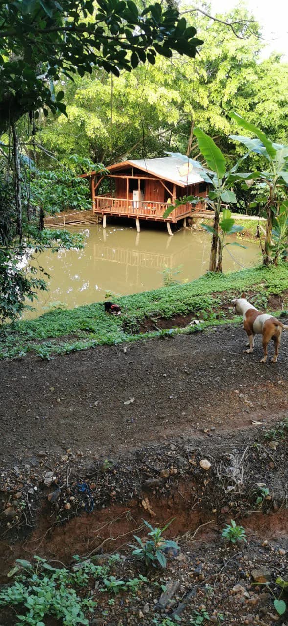Agricultural Farm for Sale in the mountains of Hojancha, Beautiful 25-acre property with floating lake Apartment and Huge main home - photo 2