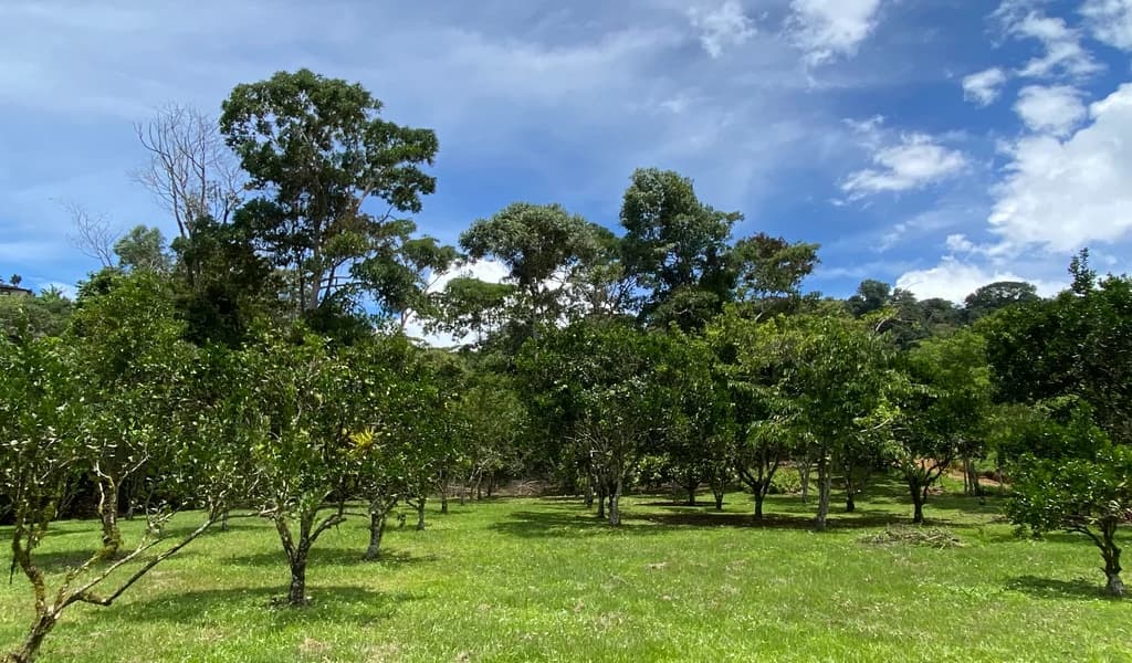 1.9 ACRES – Very Usable Flat Land Divided By An Across Running Creek, Tons Of Fruit Trees Plus Woods In The Back!!! - photo 21