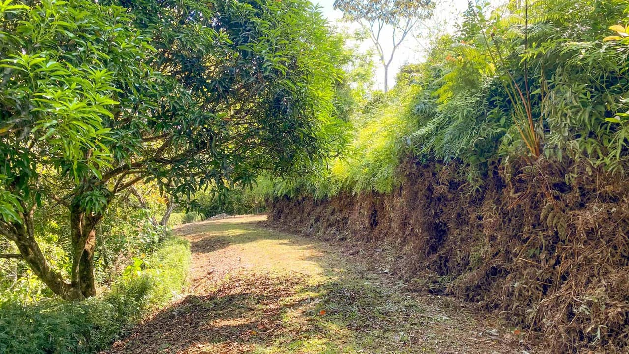 32 Acre Self Sustainable Farm with House Close Ojochal - photo 54