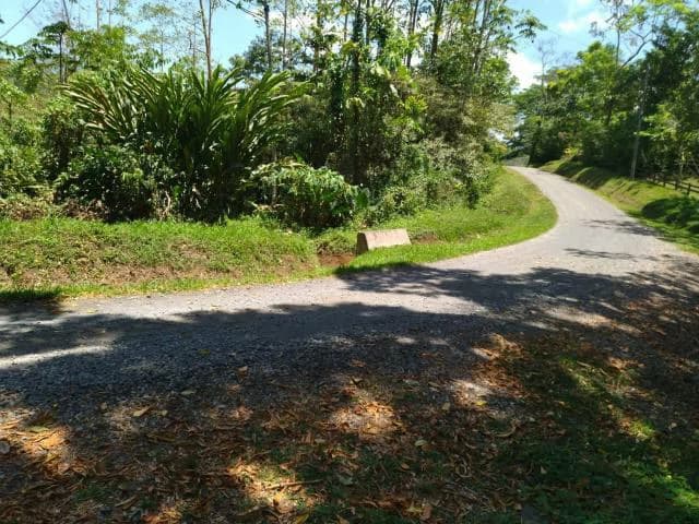 Cacao farm for sale, close to the Jungle Mountains of Bijagua, with river frontage in a beautiful valley and soft rolling hills - photo 2