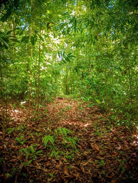 Ocean View & Primary forest 55-ha Rincon de Osa - photo 24