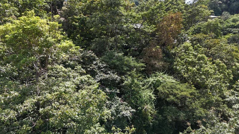 Luxury Gated Ocean-View Land Minutes from Manuel Antonio National Park and Marina - photo 15