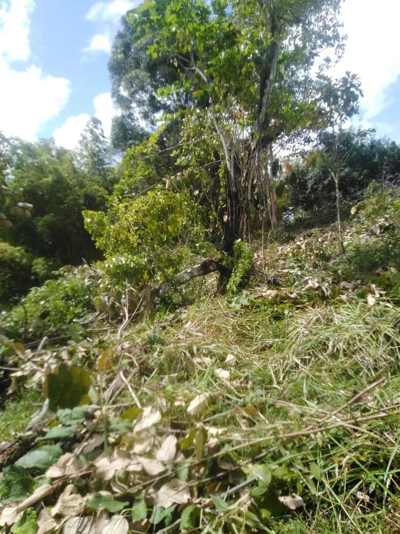 Exceptional Development Opportunity in Puerto Cortes, Osa - photo 3