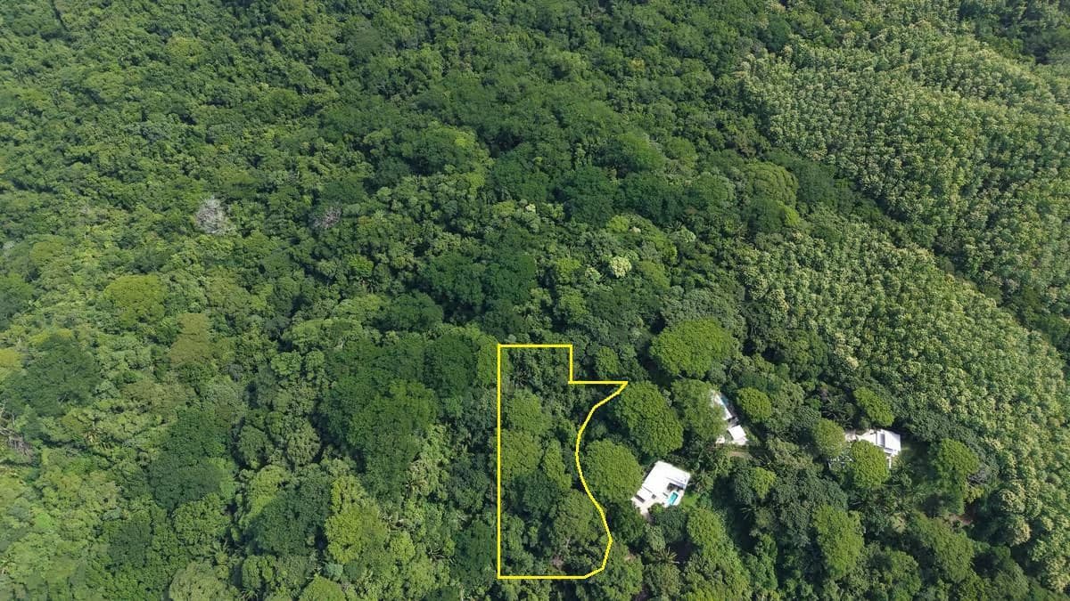 Lote el Bosquecito: 5,000 m² Wooded Lot in Samara Wood - photo 2