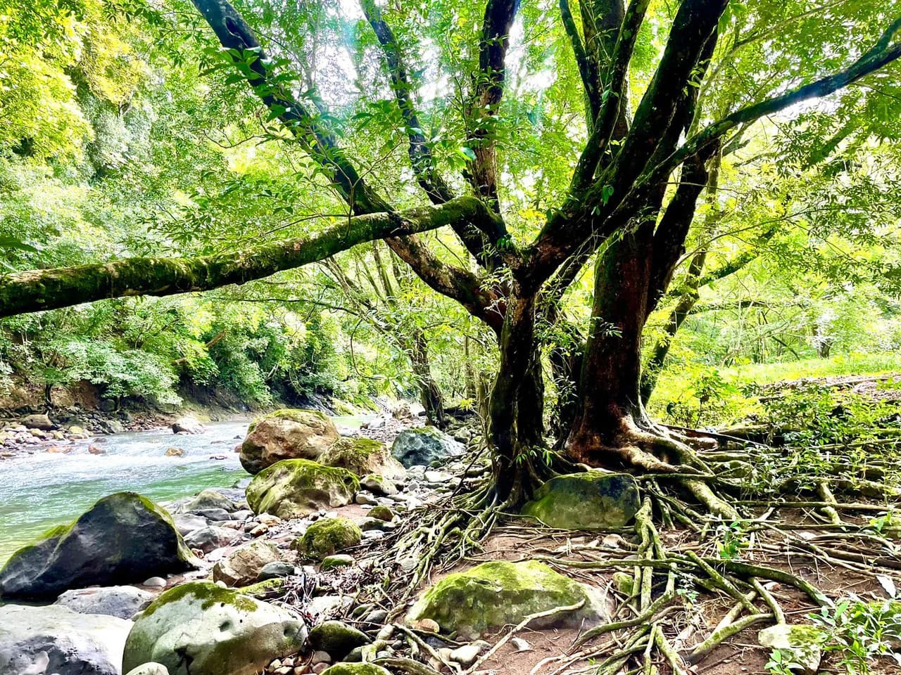 Property for Sale for Tourism Development with River in Orotina Alajuela Costa Rica - photo 8