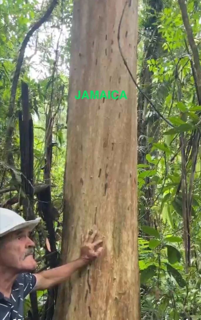 Spectacular 72.44 acres: Costa Rica Nature Estate | Private Waterfall, River, Home & Spectacular Views | Near La Fortuna - photo 25