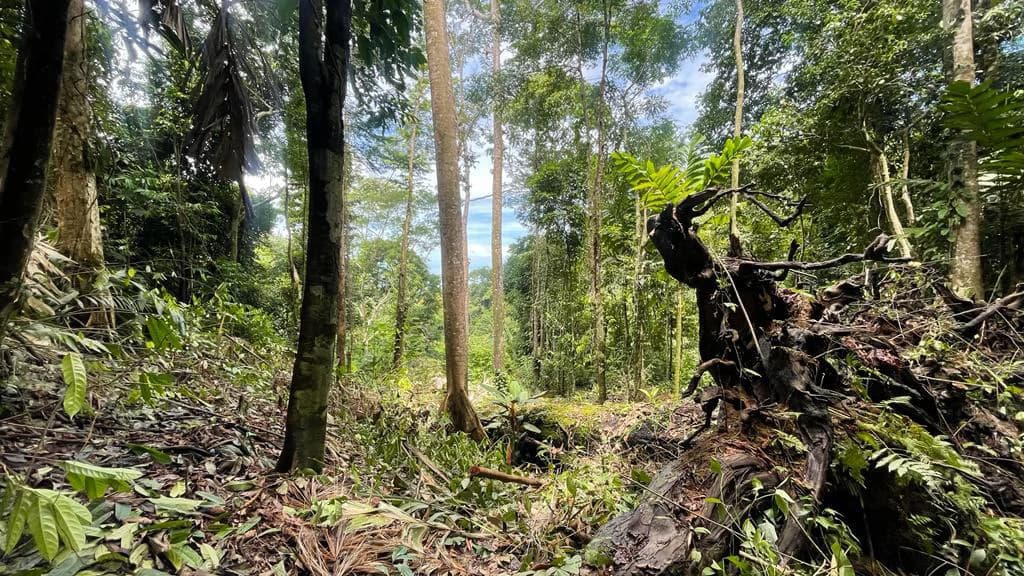 Eduardo Lee 17 Acres: Mountain Agricultural Land For Sale in Bejuco - photo 2