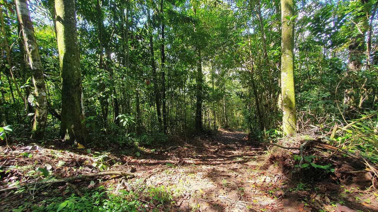 Property #2 with Bamboo Plantation, Development Opportunity (Residential, Hotel, and Industrial). - photo 3