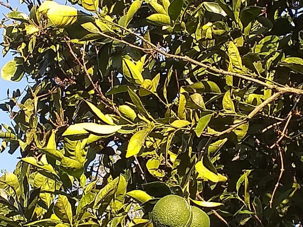 11.25 ACRES- 4 Bedrooms, Two Homes, Panoramic Ocean & Mountain Views With Stream, 30+ Fruit Trees, 40 Minutes to Quepos!!! - photo 48