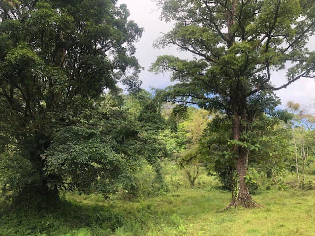 Hot and Cold Thermal Springs for Sale – Beautiful Property in Dos Ríos, Alajuela with Excellent Commercial Potential - photo 21