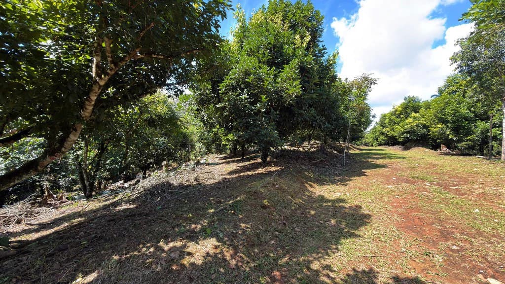 Countryside Agricultural Land For Sale in Pueblo Nuevo - photo 12