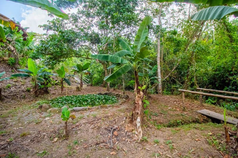 Casa San Pedrito: Beautiful house for sale in San Pedrito,(1,3hect) Perez Zeledon - photo 11