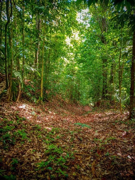 Ocean View & Primary forest 55-ha Rincon de Osa - photo 23