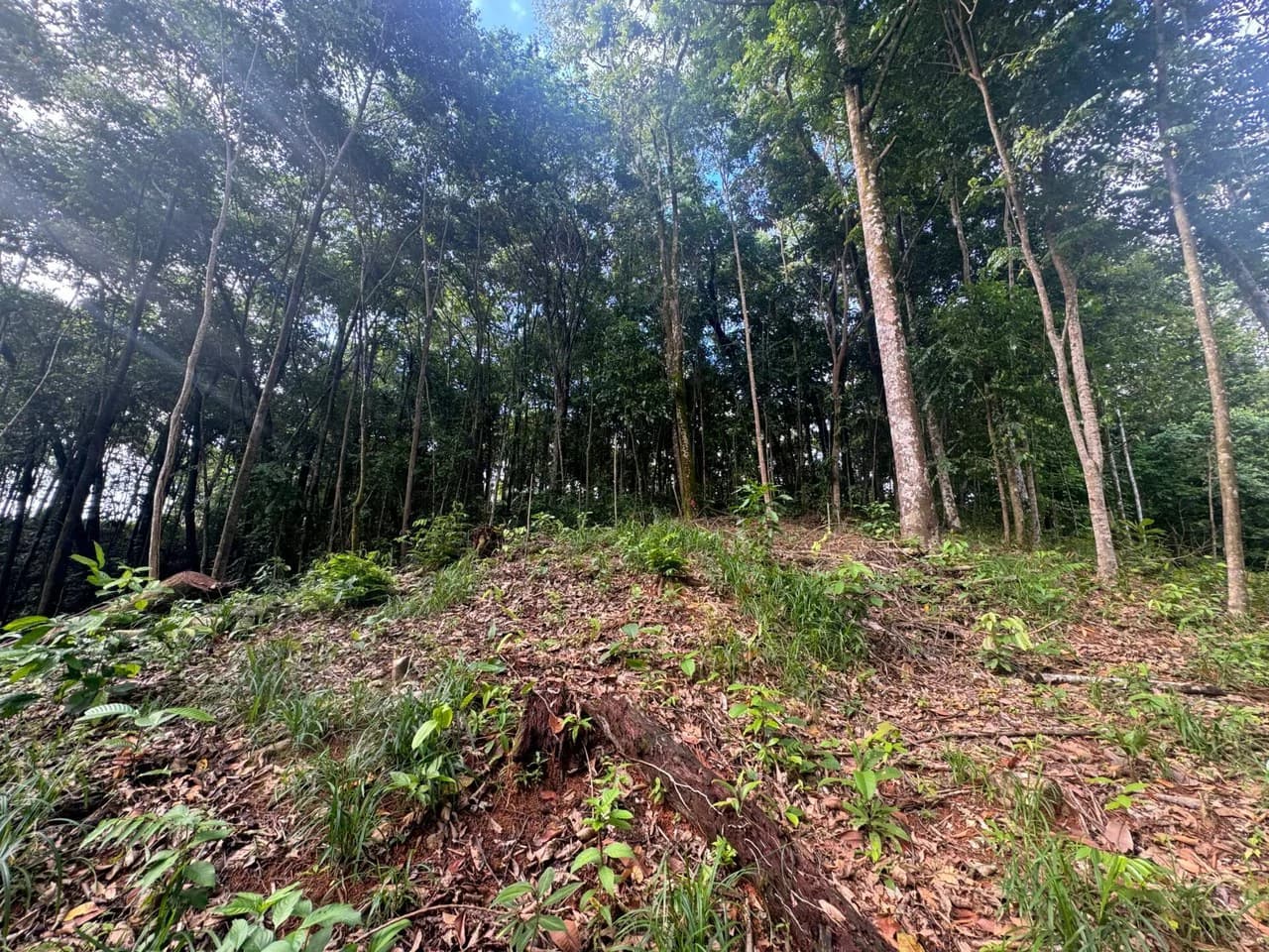 0.5 ACRES – Ocean View Property 1 Min Off Paved Highway In Escaleras Minutes To Dominical And Uvita!!!: Near the Coast and Mountain Home Construction Site For Sale in Dominical - photo 2