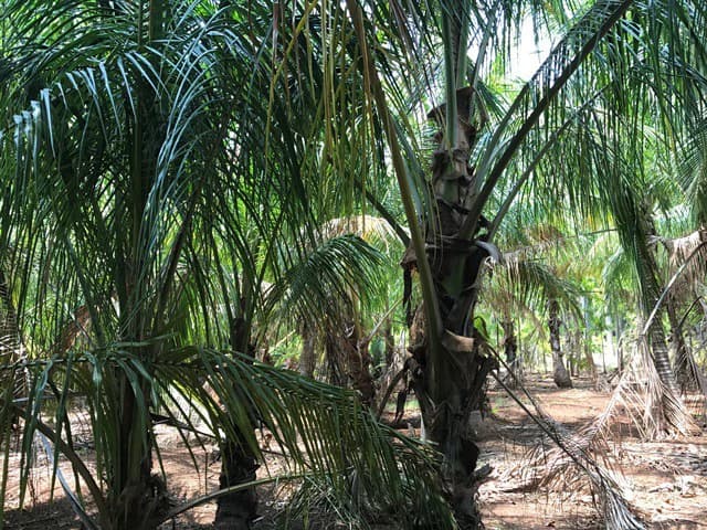 Great property in Santa Cruz: Excellent opportunity to develop in excellent location - photo 8