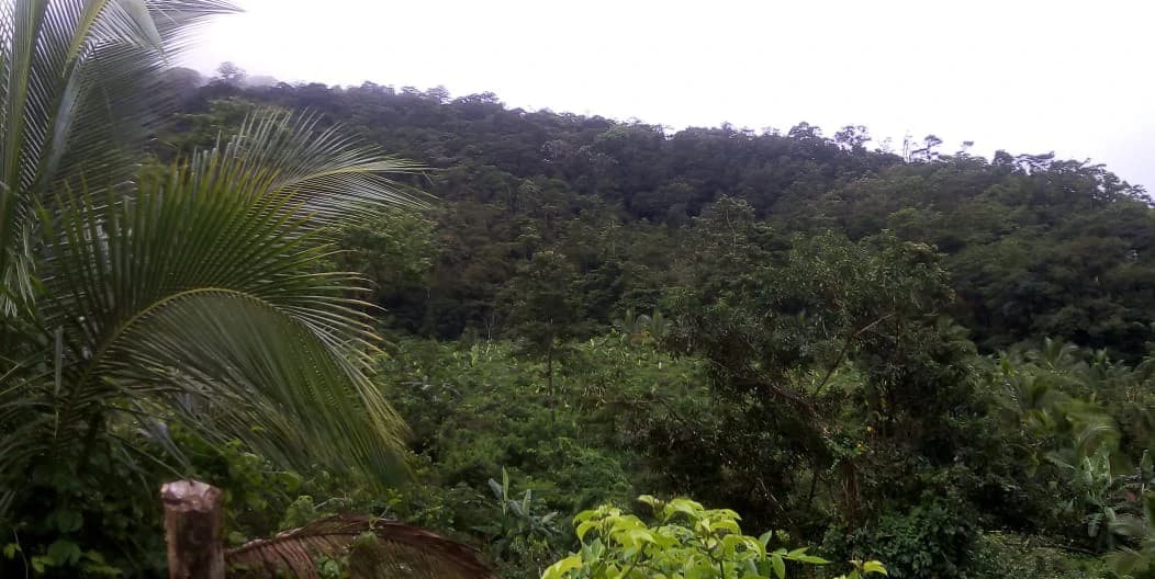 Agricultural farmland for sale in Aguas Claras, Alajuela, 1 house and many fruit trees - photo 16