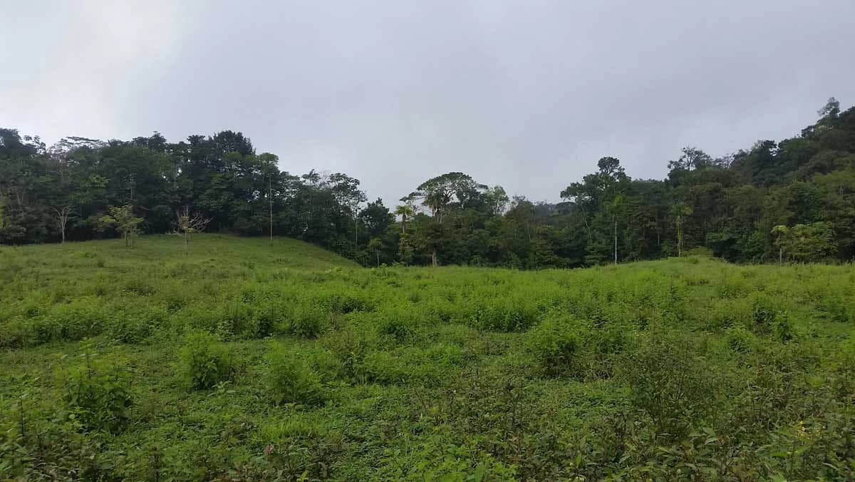 Finca Tesoro Escondido - The Jewel of Uvita - photo 8