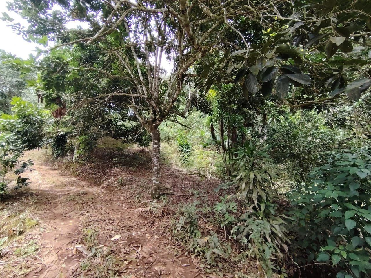Home Construction Site For Sale in General Viejo - photo 15