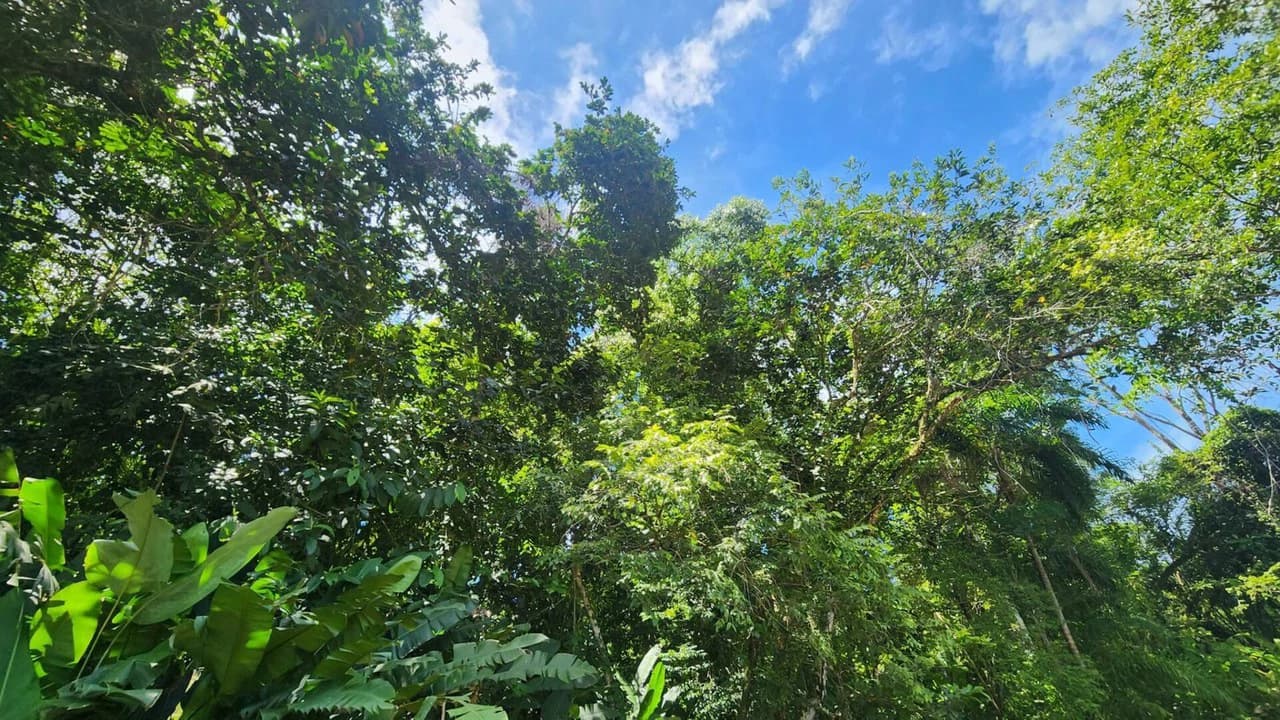 1.25 ACRES – Stunning Ocean View Oasis: Exclusive Property With Premium Amenities!!!! - photo 5