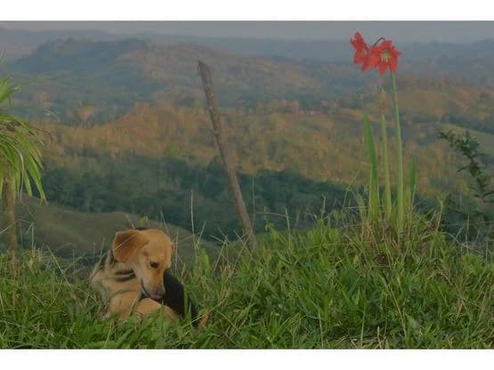 SPECTACULAR ECOLOGICAL MOUNTAIN FARM IN BIJAGUAL DE TURRUBARES - photo 8