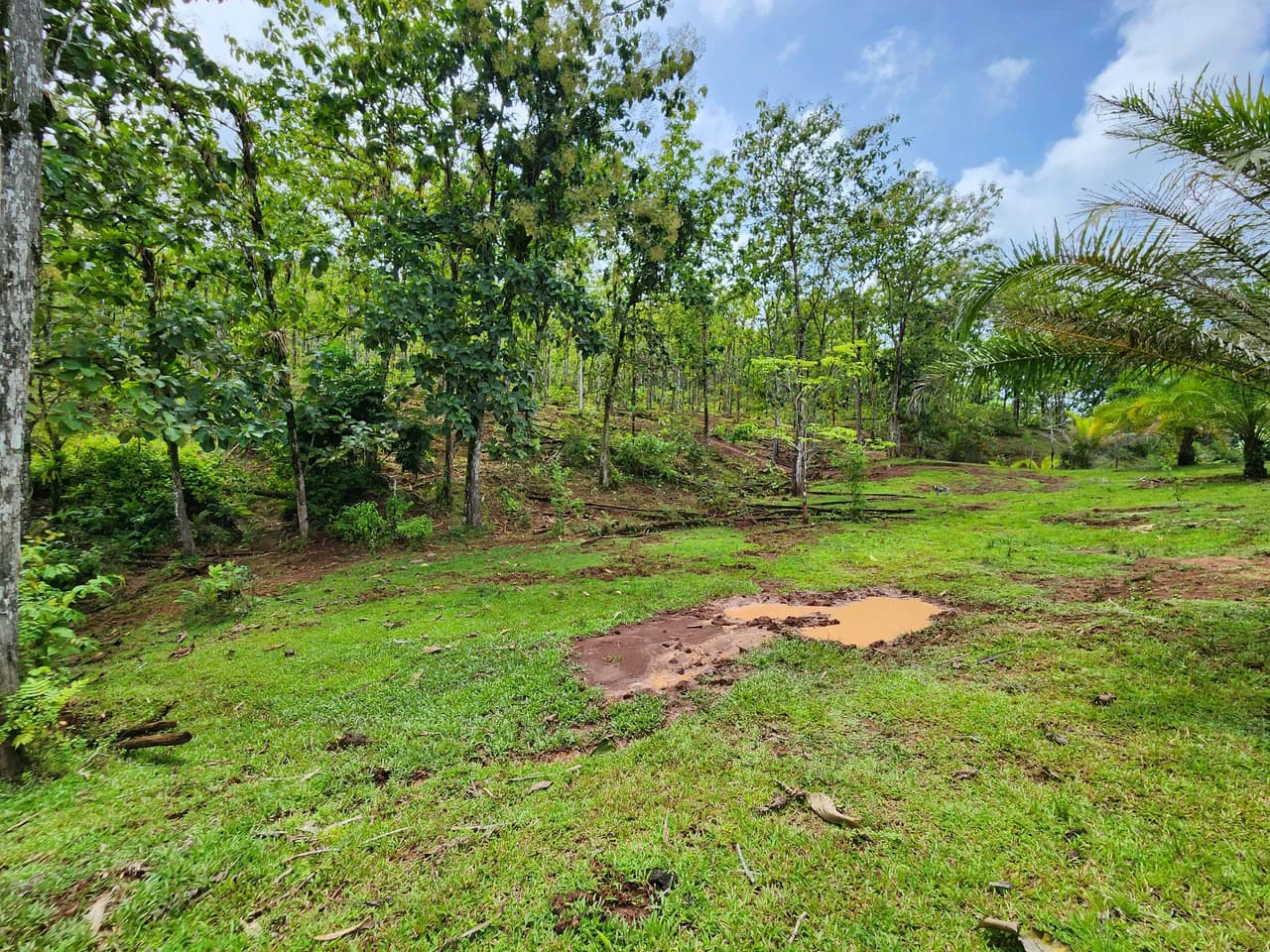 PRIME PARRITA FARM FOR SALE - photo 26