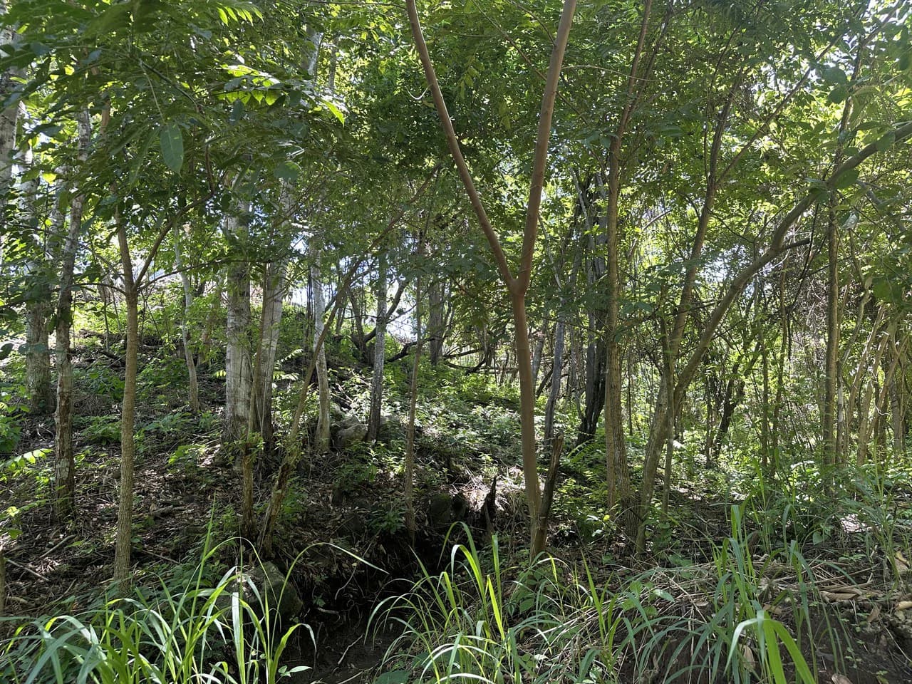 Lote by Naranjo Beach - Blue zone: Ocean View Lot By The Beach: Nicoya Peninsula - photo 9