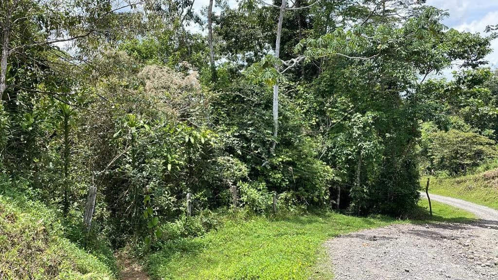 Building potential property for sale, beautiful land in the pure nature close to Bijagua - photo 10