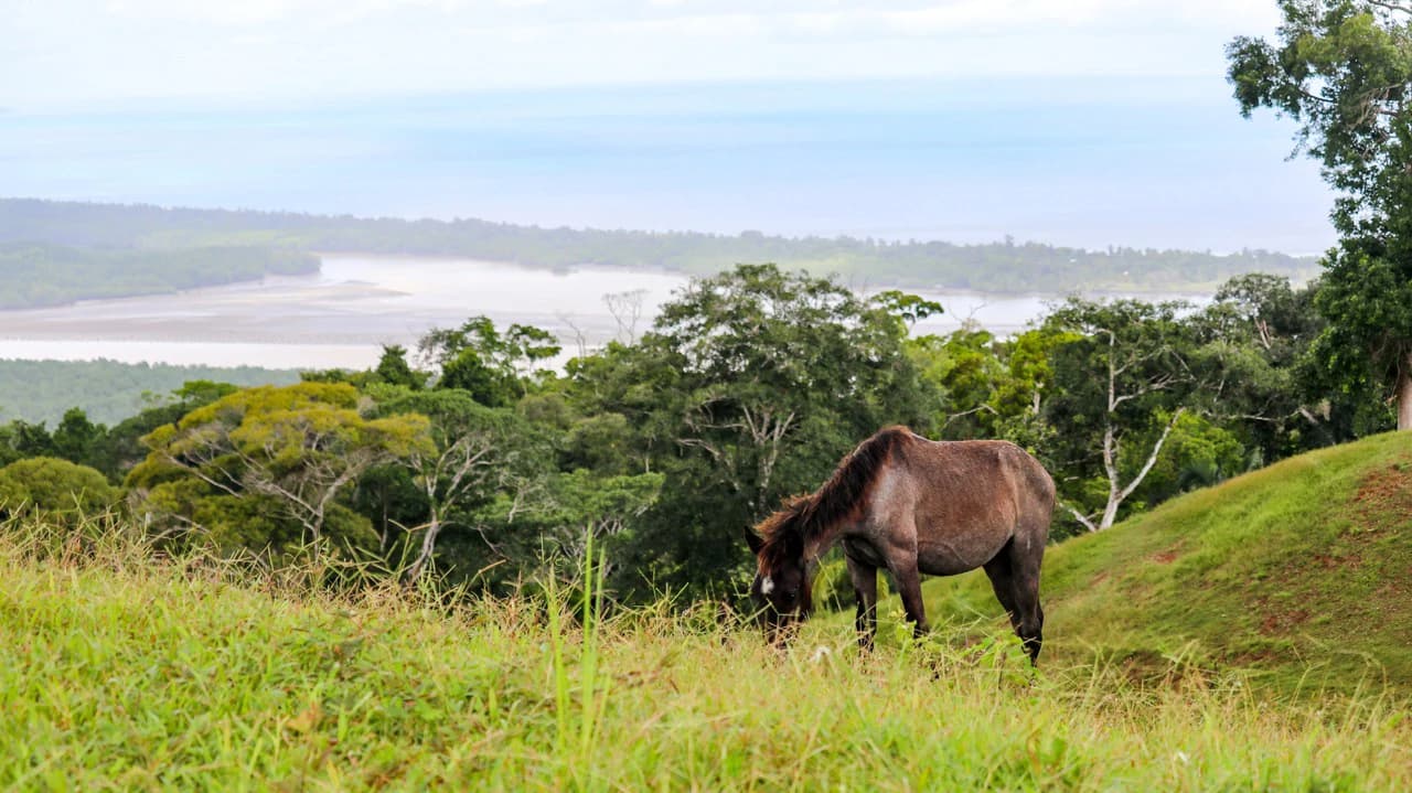 Unique Development Property Overlooking the Pristine Golfito Bay and Golfo Dulce - photo 25